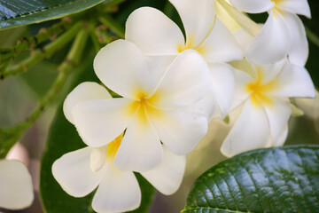 frangipani flower on the tree