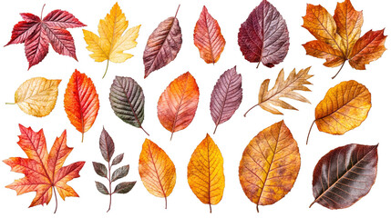 Obraz premium Set of different autumn leaves in warm colors isolated on transparent background