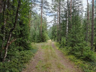 A dirt road with grass, moss and blueberry bushes along the sides passes through a mixed forest. Pine, spruce and birch trees grow along the road. There are tracks on the road. Overcast summer weather