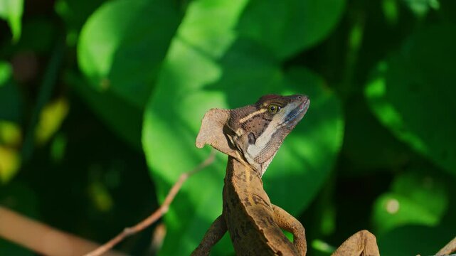 Closeup of a common basilisk in the sun