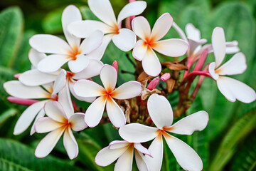 frangipani plumeria flowers