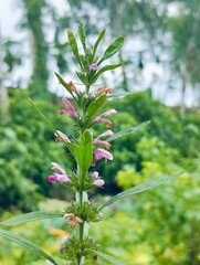 Leonurus japonicus, commonly called oriental motherwort or Chinese motherwort