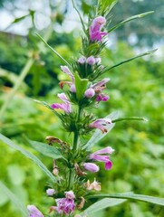 Leonurus japonicus, commonly called oriental motherwort or Chinese motherwort
