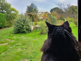 Magnifique chat noir regardant par la fenêtre un jardin verdoyant. Chat regardant l'extérieur à...