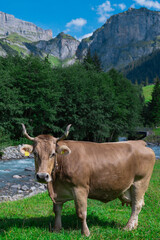 Cow grazing. Cattle in the grass field.