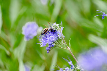 bee on a purple flower