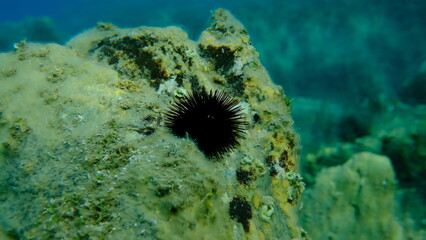 Black sea urchin (Arbacia lixula) undersea, Aegean Sea, Greece, Halkidiki, Pirgos beach