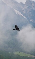 bird in flight