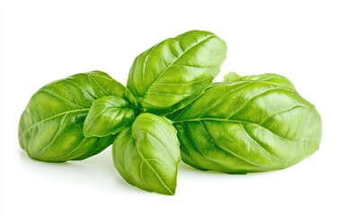 Fototapeta premium A high-resolution image of fresh, bright green basil leaves isolated on a pure white background