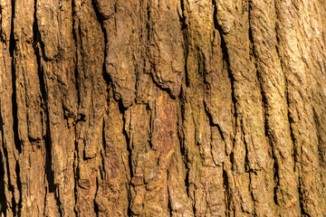 tree trunk wood texture background in Brazil. The rough wood texture