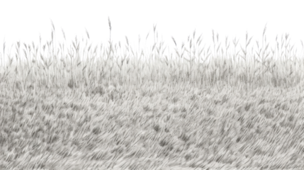 PNG Grass field backgrounds outdoors nature.