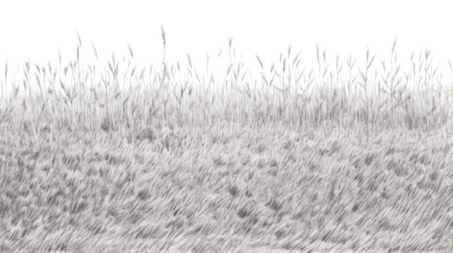 PNG Grass field backgrounds outdoors nature.