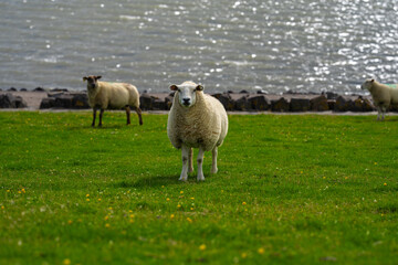 Obraz premium The sheep ovin lamb in the verdant meadows. Sheep on an farm. Sheep eating grass on a field. Sheep grazing in an alpine meadow. Cattle, livestock.