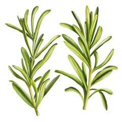 Watercolor rosemary illustration isolated on white background. Perfect for culinary, botanical projects, spice packaging.