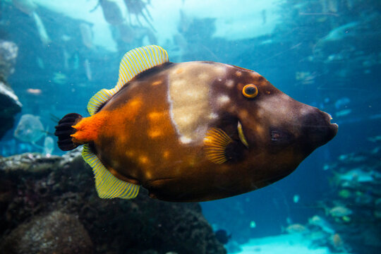 Goofy Ahh Fish