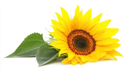 Obraz premium Single sunflower with a bright yellow bloom, isolated on a white background.