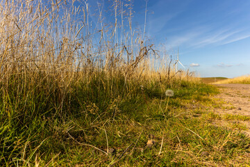 Fototapeta premium Tall grasses with seed heads and dandelion clock at edge of countryside hiking footpath trail with wind turbine in distance