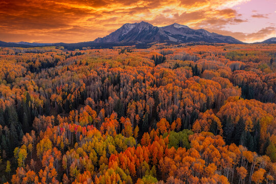Autumn Sunset Above A Forest Of Aspen Trees In The Mountains