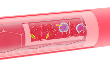 Vertical 3D illustration of an artery or vein with movement that opens a section to see the interior. Showing the different layers that make it up and the circulation of red blood cells.