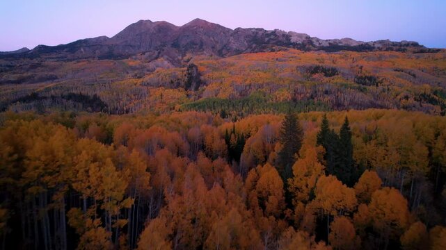 Autumn Golden Hour Flight Over Aspen Forest In The Mountains