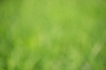 Green defocus light background. Natural natural defocus light, blurred lawn grass.