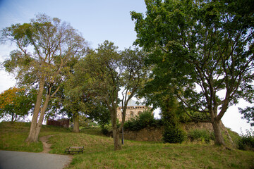 trees in the park