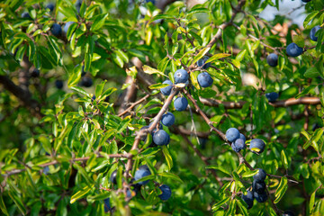 blueberries on a branch