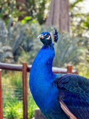 Obraz premium Close up of beautiful Peacock