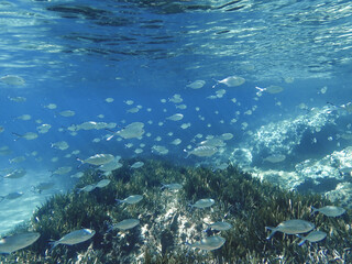 Trachinotus ovatus fish school underwater in the Mediterranean Sea, Underwater photo of Silverfish - Trachinotus ovatus, Pompano fish or trachinotus ovatus swimming in group, Types of fish in Algeria.