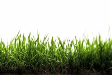 Fototapeta premium Fresh grass on white background