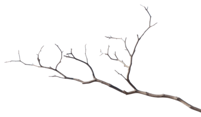 PNG Tree twig sky outdoors nature.