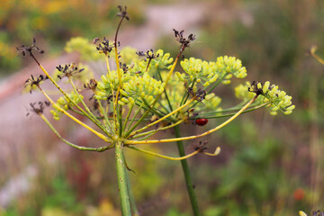 autumn dill umbrellas