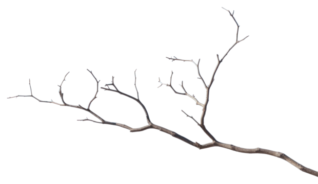 PNG Tree twig sky outdoors nature.