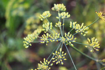 autumn dill umbrellas