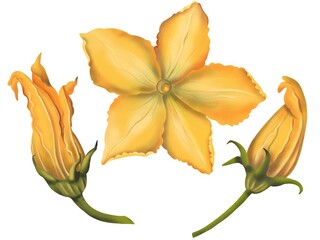 Watercolor pumpkin / zucchini flower isolated on white background