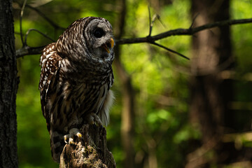 Barred Owl