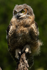 Great Horned Owl Juvenile
