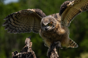 Great Horned Owl Juvenile