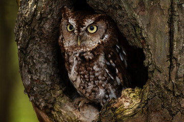 Eastern Screech Owl Red Morph