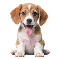 Cute golden retriever portrait isolated on transparent background