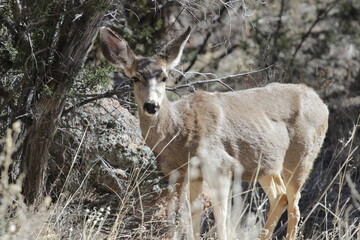 Eye-Contact Deer