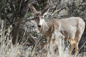 Deer Looking into Camera