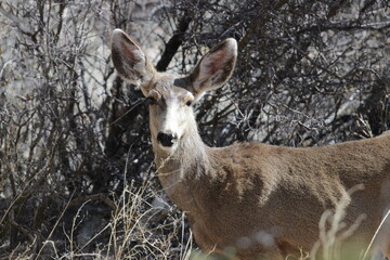 Deer Looking at Camera