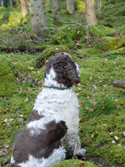 Fototapeta premium English Springer Spaniel in the pine forest, the gound covered in green fluffy moss. Looking away. Sunny forest landscape.