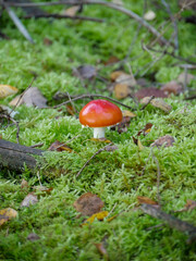 Little Fly Agaric in the Moss