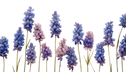 PNG  Real pressed hyacinth flowers backgrounds lavender blossom.
