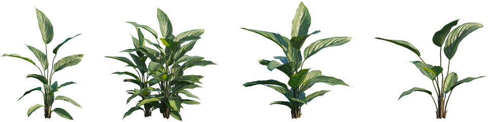 Set of Calathea ornata (Pinstripe plant, pinstripe calathea) frontal isolated png on a transparent background perfectly cutout high resolution