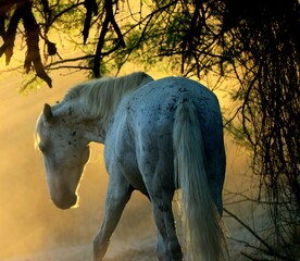 Wild Horse in Dust and Morning Light 