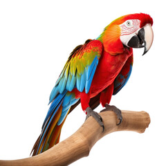Obraz premium PNG Macaws parrot animal macaw.