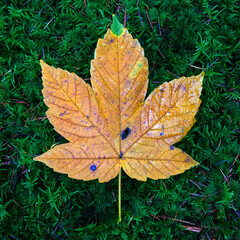 autumn leaves in the park